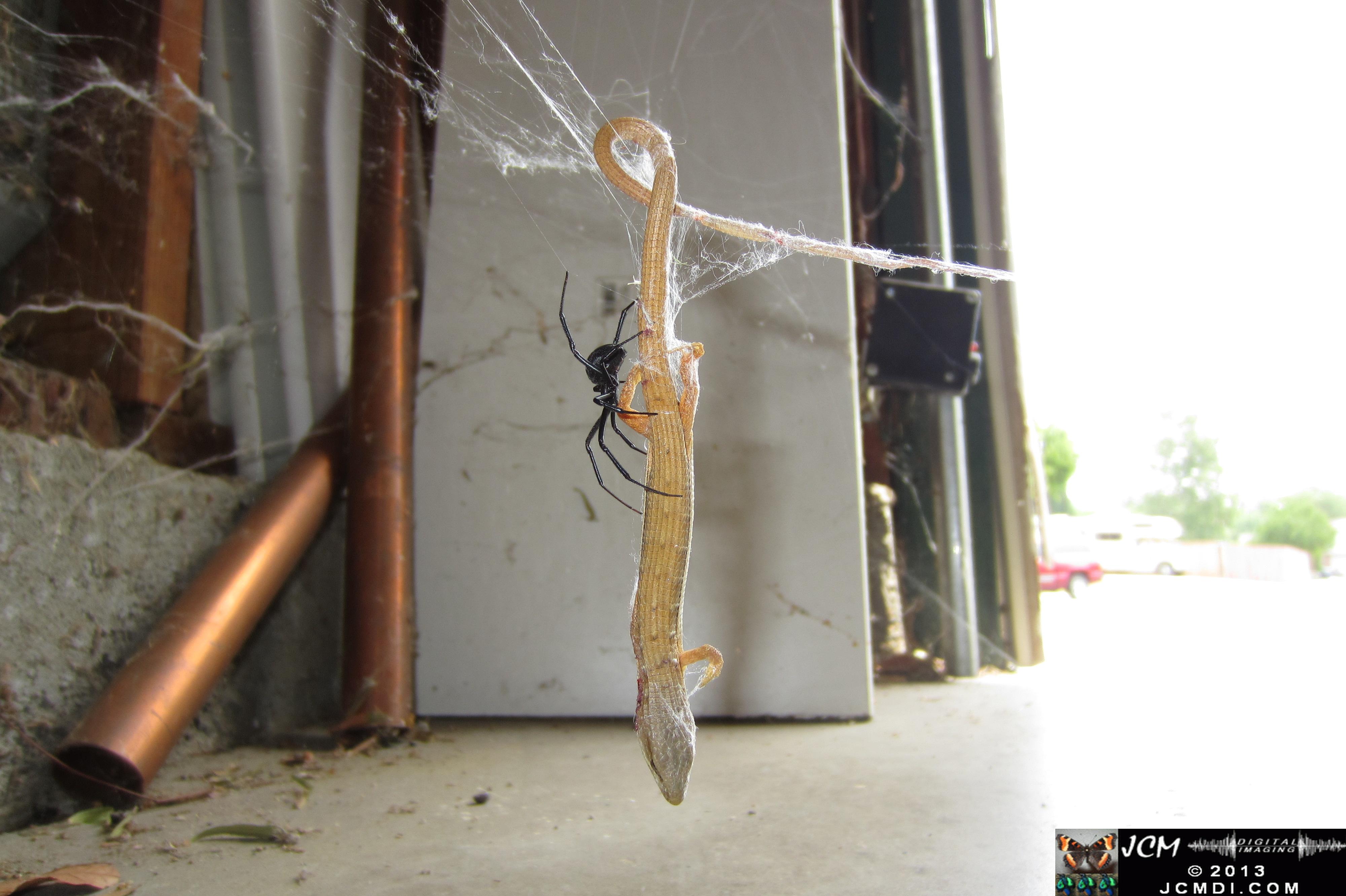 Black Widow vs (and EATS) Alligator Lizard
